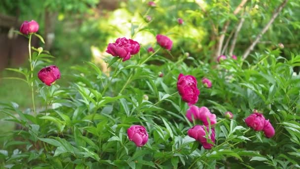 Pink peonies in the garden on a green natural background in the garden. selective focus — Stock Video