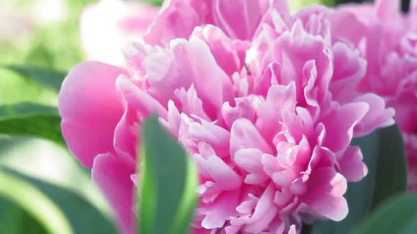 Природна квітка півонія. Свіжа красива квітуча рожева квітка півонії в саду. Романтичні рожеві півонії в весняному саду . — стокове відео