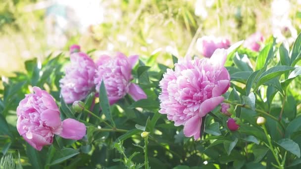 Belles pivoines roses dans le jardin, nature, printemps, floraison — Video