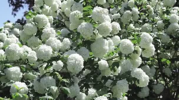 Białe kasztanowe kwiaty wiosną, kwitnące drzewa. wiosenne tło, początek sezonu — Wideo stockowe