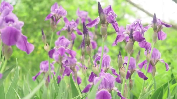 Paarse Iris bloem plant iris violette bloem op de wind — Stockvideo