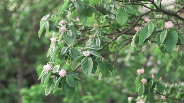 Bloeiende kweepeer fruitboom in de tuin. voorjaarsseizoen. — Stockvideo