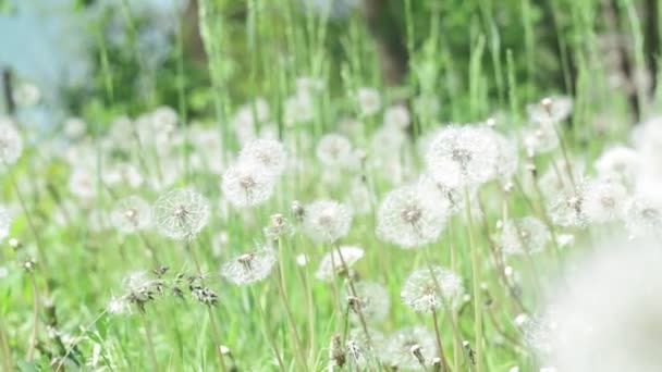 夏のタンポポの緑のフィールド。夏の風景美しい花畑 — ストック動画