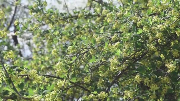 Flowering of black silver currant on the branches of a shrub — 비디오