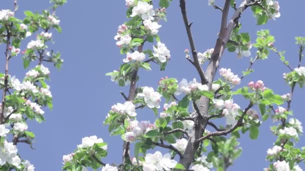 Ανθισμένα κλαδιά μηλιάς στον κήπο. Φρούτα με λευκά και ανοιχτόχρωμα ροζ λουλούδια σε κοντινό πλάνο. ανοιξιάτικη φύση. — Αρχείο Βίντεο