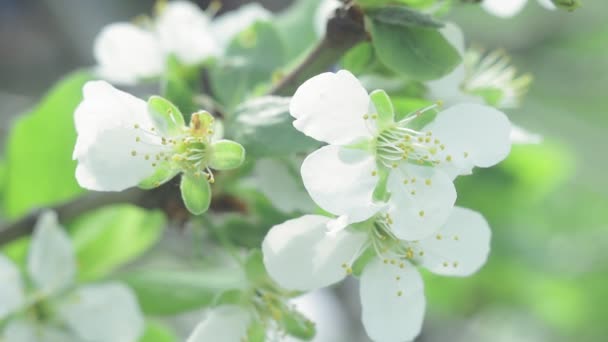봄의 애플 트리는 꽃이 피는 시간 대에 꽃이 핀다. 꽃이 피는 과수원 과 정원. — 비디오