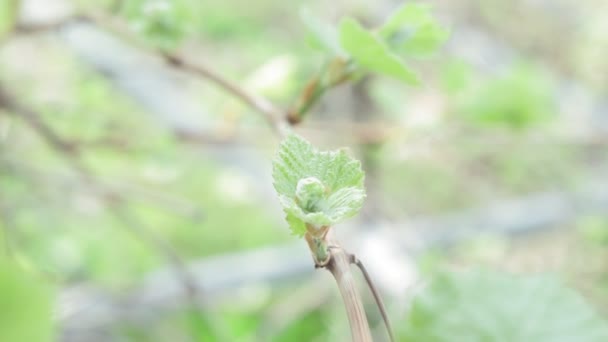 Premières feuilles Des bourgeons d'un graphique au printemps fermer. plantes au printemps — Video