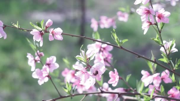 Blooming peach tree, branch with small white blossoms in early spring — Stock Video