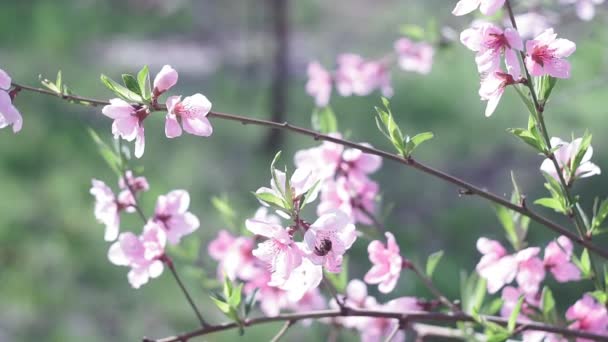 Blühender Pfirsichbaum, Zweig mit kleinen weißen Blüten im zeitigen Frühling — Stockvideo