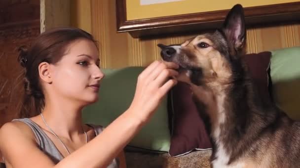 Huisdieren jong meisje thuis spelen met de hond, voer het huisdier. — Stockvideo