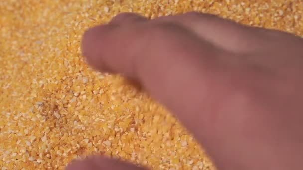 Corn grits close-up texture pattern close up footage — Stock Video