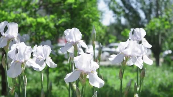 Flores brancas íris em um fundo embaçado verde em um parque de verão — Vídeo de Stock