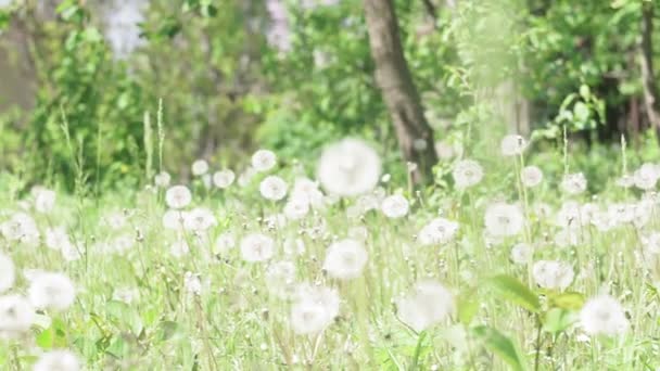 Frisches frühlingshaftes grünes Gras auf hübscher Wiese. Löwenzahnpflanze mit medizinischer Wirkung. Sommerkonzept. — Stockvideo