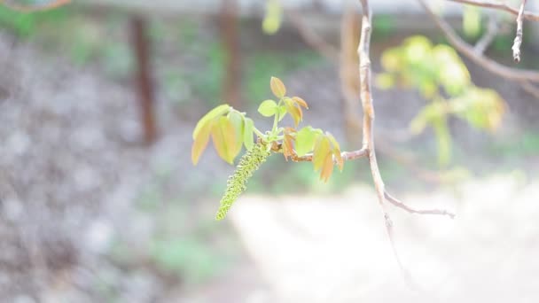 Flower of walnut on the branch of tree in the spring. selective focus — 비디오