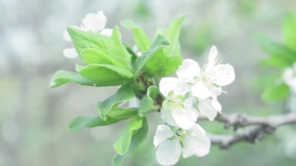 Fruto florido macieira no jardim. estação de primavera . — Vídeo de Stock