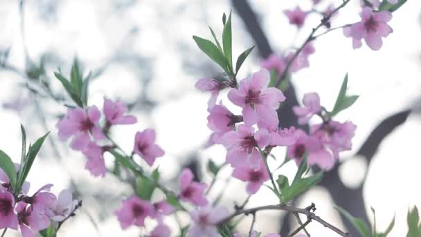 Mooie roze perzikboom bloemen in de tuin close-up. voorjaarsseizoen — Stockvideo