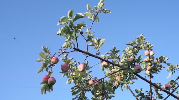 成熟的苹果在树枝上. 红苹果长在苹果树上，特写。 收获. — 图库视频影像