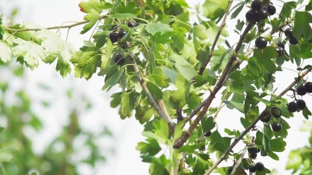 Fruto de grosella negra de cerca a través de las hojas. en el jardín — Vídeo de stock