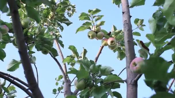 Спелые яблоки на ветвях яблони против голубого неба. выращивание органических фруктов — стоковое видео
