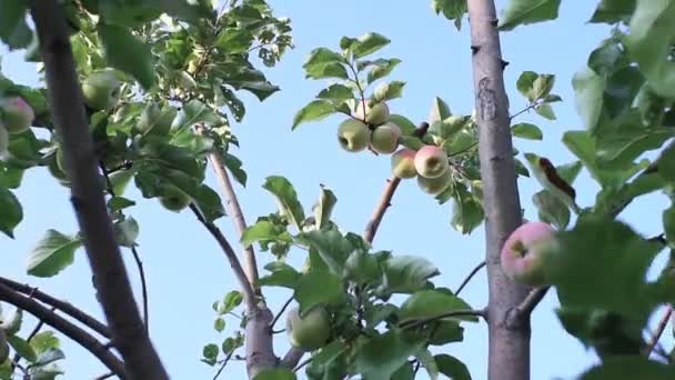 在蓝天的映衬下，苹果枝条上的成熟苹果。 种植有机水果 — 图库视频影像