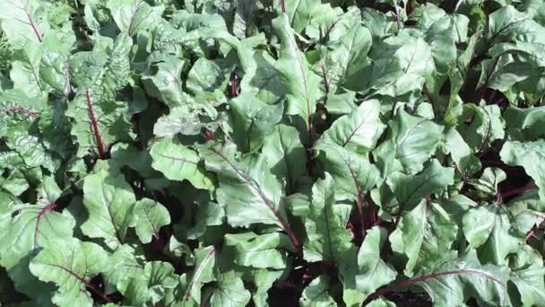 Background of green beet leaves close-up. growing organic vegetables — Stock Video