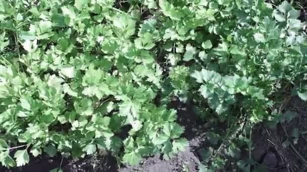 セロリの背景にスパイス植物の栽培。新鮮な緑のセロリの葉アルテミシア植物は、フィールドプランテーション有機ハーブガーデンで成長します — ストック動画