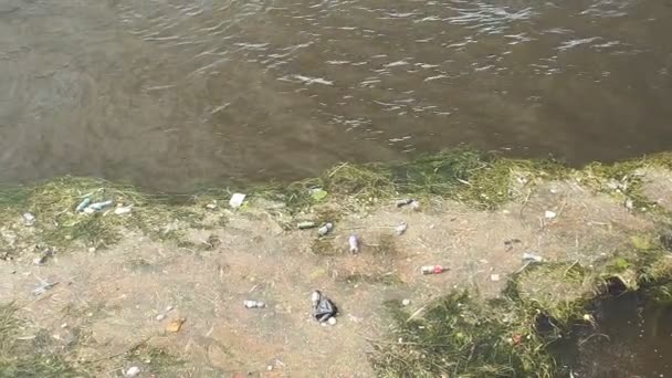 Plastic flessen in een vervuild rivierwater. — Stockvideo