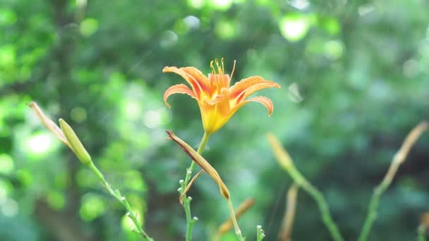 Πορτοκαλί λουλούδι Lily σε φυσικό φόντο. καμπάνα στο κάτω μέρος, πορτοκαλί λουλούδια, πορτοκαλί φωτιά lilylilium bulbiferum — Αρχείο Βίντεο