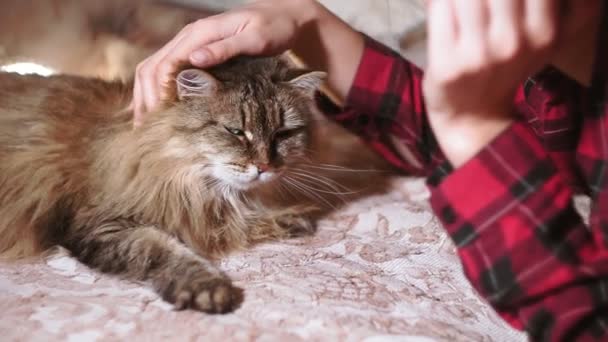 Giovane ragazza ritratto primo piano sdraiato sul letto accarezzando un gatto, Animali domestici. video autentico, amicizia, amore, il comfort di casa — Video Stock