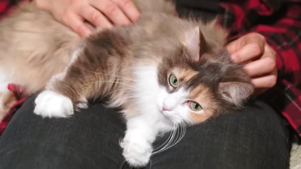 Gatto è sdraiato sul suo grembo, la ragazza sta accarezzando l'animale domestico. video autentico — Video Stock