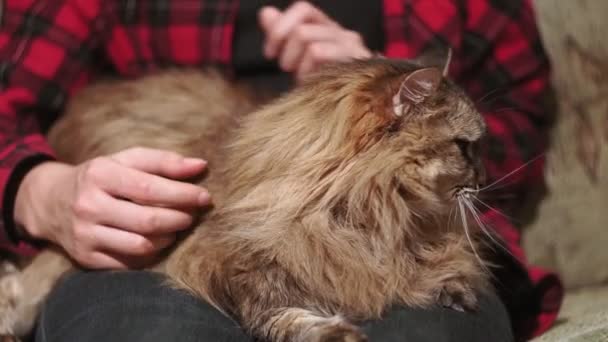 Portret van een pluizige kat in close-up, de kat ligt op schoot van de eigenaar. huis favoriet — Stockvideo