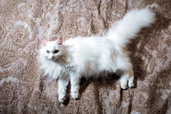 白猫躺在沙发上看着摄像机 — 图库照片