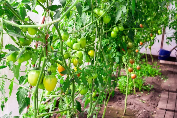 Los controles de los agricultores de tomates maduros, el rendimiento de las grandes verduras biológicas. tomates verdes en el invernadero — Foto de Stock