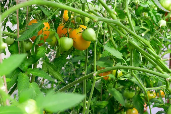 Seradaki bir dalda büyüyen ve olgunlaşan yeşil domatesler. Seradaki domates bitkisi cenini. Sebze yetiştiriyorum. Tarım sektörü. — Stok fotoğraf