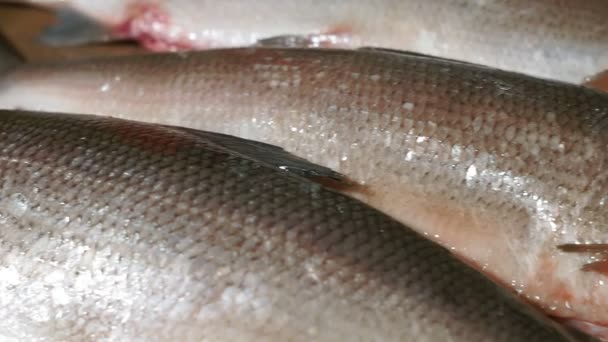 Pescado crudo de cerca. preparándose para cocinar pescado en el horno — Vídeos de Stock