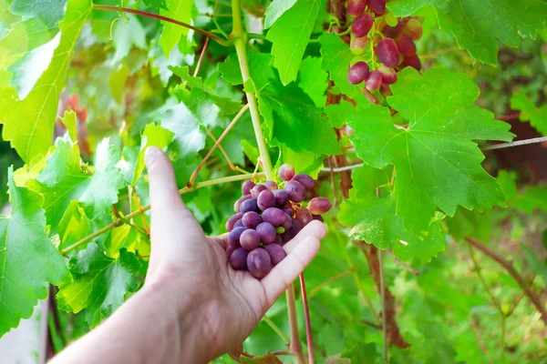 Rijpe druiven in de tuin. hand van de landbouwer die het gewas vasthoudt — Stockfoto