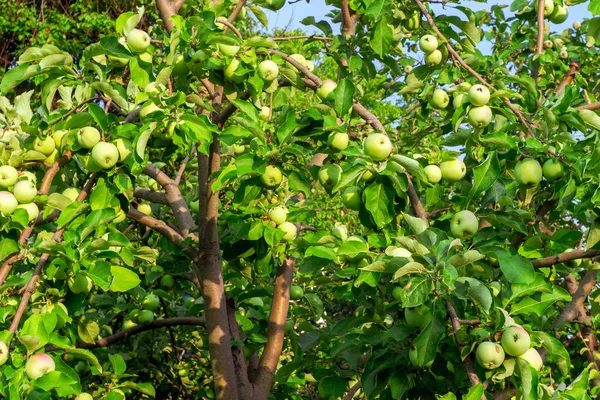 Green apples on a tree fruit harvest — Stock Photo, Image