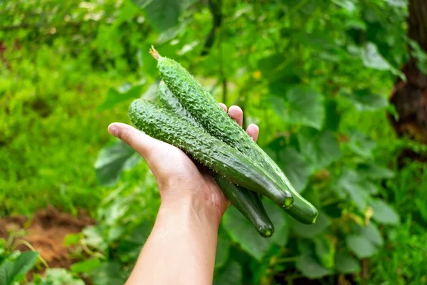 Komkommeroogst in de handen van een boer. selectieve focus — Stockfoto