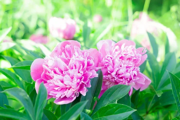 Peonías rosadas florecientes sobre un fondo natural en el jardín. el concepto de naturaleza primaveral. hermosas flores — Foto de Stock