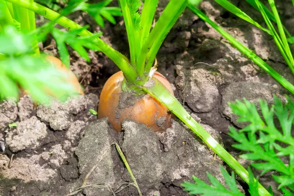 Marchewka w ziemi z bliska. uprawy warzyw ekologicznych, okres zbiorów — Zdjęcie stockowe