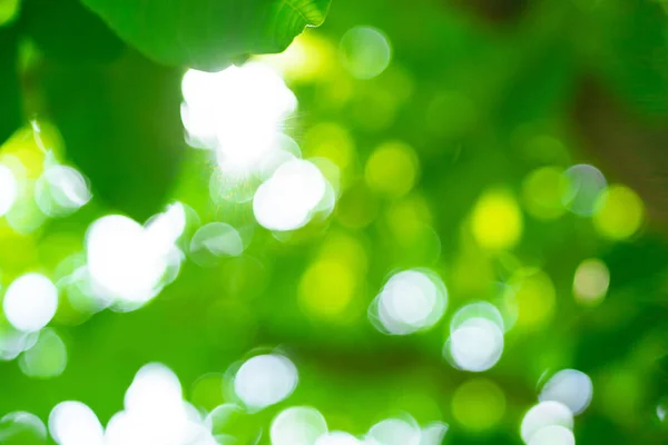 Sunny abstrait vert naturel été printemps arrière-plan sélectif focus — Photo