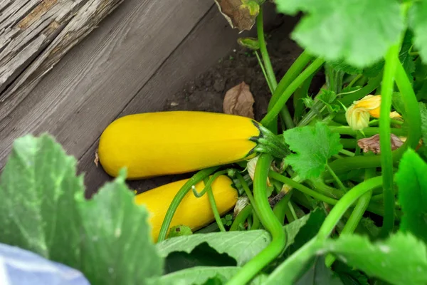 Zucchine gialle mature coltivano verdure biologiche. Prodotto agricolo con ECO e verdure mature Wallpaper. Raccolta di zucche biologiche in giardino — Foto Stock