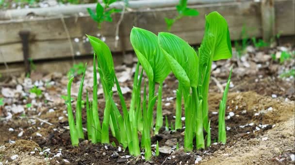 Baharda bahçede zaman aşımına uğramış bir bitki. Hosta bitki yaşamı 4K süs bitkisi. — Stok video