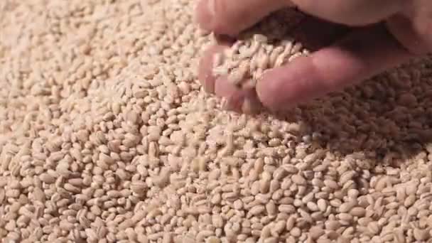 Raw pearl barley close up background — Stock Video