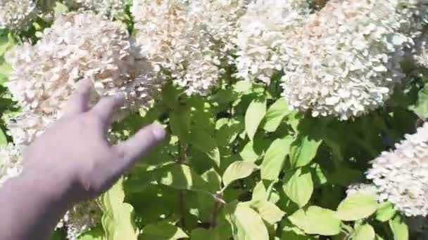 흰 관목 Hydrangea paniculata 는 여름에 정원에서 바람을 타고 흐른다. 풍경 설계. — 비디오