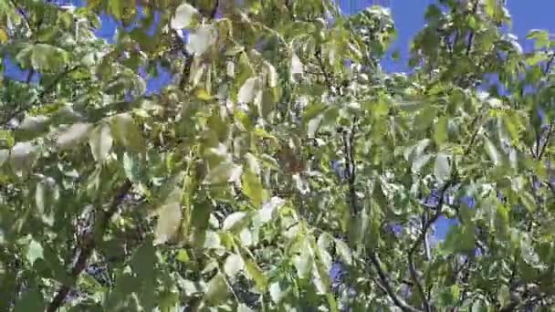 Nogales en el viento. frutos secos orgánicos, ramas en el viento, fuerte viento — Vídeo de stock