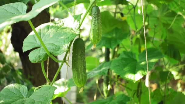 Pepino maduro verde cultivando verduras ecológicas — Vídeos de Stock