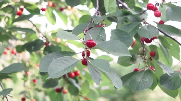 Bagas de cereja maduras em galhos de árvore — Vídeo de Stock