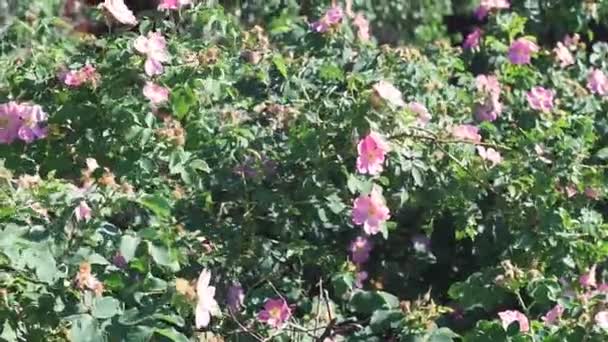 Rosa flores de rosas silvestres florecen en primavera — Vídeos de Stock