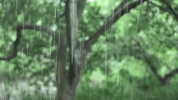 Дощ на природному зеленому фоні. вибірковий фокус, дефокус, дощ — стокове відео